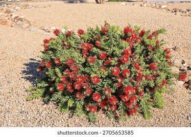 Callistemon viminalis, a compact dwarf Bootlebrush shrub also known as Little John with vibrant red flowers in desert-style xeriscaping