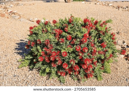 Callistemon viminalis, a compact dwarf Bootlebrush shrub also known as Little John with vibrant red flowers in desert-style xeriscaping