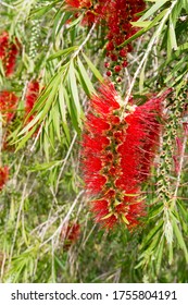 Callistemon Viminalis In The Park