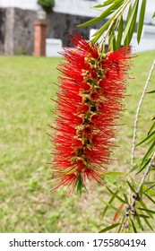 Callistemon Viminalis In The Park