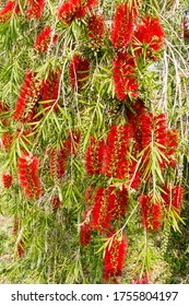 Callistemon Viminalis In The Park