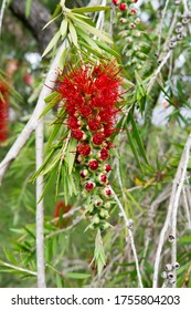 Callistemon Viminalis In The Park