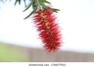 Callistemon Viminalis With Some Twigs