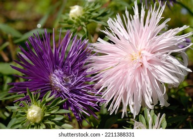 Callistephus Chinensis 'Starlight' Is An Annual Plant Flowering In Summer