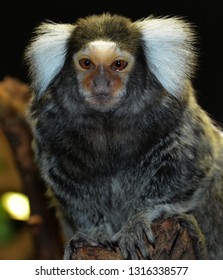 Callithrix Is A Genus Of New World Monkeys Of The Family Callitrichidae, The Family Containing Marmosets And Tamarins. The Genus Contains The Atlantic Forest Marmosets.