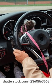 Callithrix jacchus, marmoset monkey, marmoset monkey sitting on the steering wheel in a car, woman driving a car with a monkey on the steering wheel,monkey on the steering wheel
