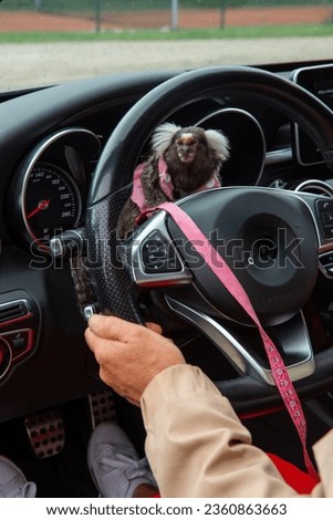Callithrix jacchus, marmoset monkey, marmoset monkey sitting on the steering wheel in a car, woman driving a car with a monkey on the steering wheel,monkey on the steering wheel
