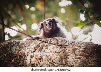 Callitrichidae Monkey In Brazil Forest