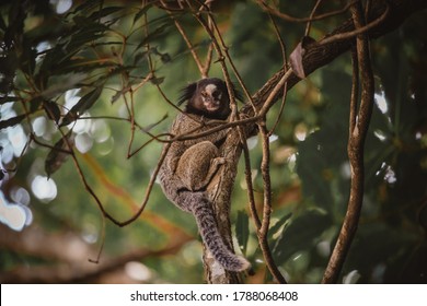 Callitrichidae Monkey In Brazil Forest