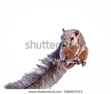Callosciurus finlaysonii, Sciuridae, white squirrel, die cut, white background, isolated. Stock photo © 