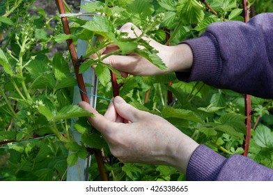 Calloused Working Hands Of The Farmer Carefully Caress Gentle Spring Branches Of Garden Blackberry Against The Blue Sky