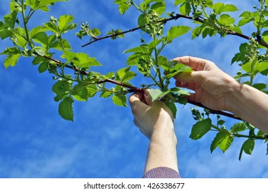 Calloused Working Hands Of The Farmer Carefully Caress Gentle Spring Branches Of Garden Blackberry Against The Blue Sky