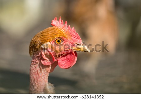 Callow hen head