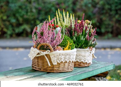 Calluna, hebe and kalanchoe in decorative flower pot