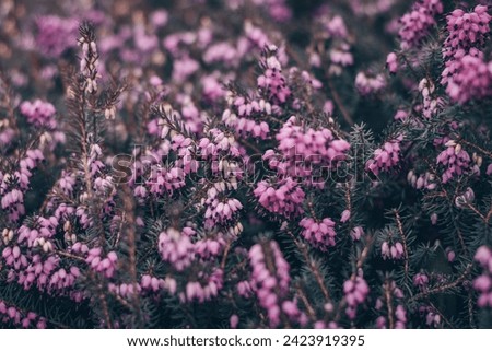 Calluna vulgaris, background with calluna, Calluna vulgaris, common heather, ling, or simply heather, Calluna in the flowering plant family Ericaceae
