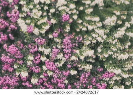 Calluna vulgaris, background with calluna, Calluna vulgaris, common heather, ling, or simply heather, Calluna in the flowering plant family Ericaceae