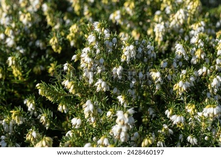 Calluna vulgaris, background with calluna, Calluna vulgaris, common heather, ling, or simply heather, Calluna in the flowering plant family Ericaceae

