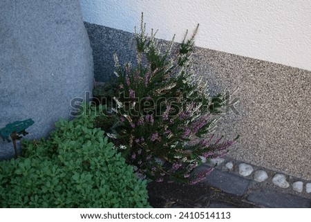 Calluna vulgaris blooms in October. Calluna vulgaris, common heather, ling, or simply heather, is the sole species in the genus Calluna in the flowering plant family Ericaceae. Berlin, Germany
