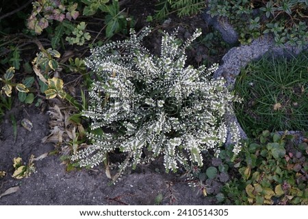 Calluna vulgaris blooms in October. Calluna vulgaris, common heather, ling, or simply heather, is the sole species in the genus Calluna in the flowering plant family Ericaceae. Berlin, Germany
