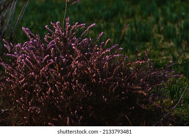 Calluna vulgaris  Erica erigena  Blooming wild purple common heather (Calluna vulgaris). Nature, floral, flowers background. Blooming wild pink violet heather flowers in forest
				