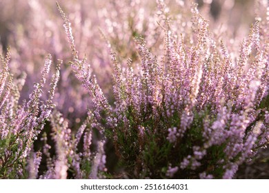 Calluna vulgaris, Heather fields bushes closeup on sunset. Sunset gleam over purple flowers of heather, background of heather, Heather flowers. Bright natural defocused background - Powered by Shutterstock