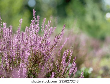 Calluna vulgaris known as common heather flower heads in summer in the forest - Shutterstock ID 2358273243