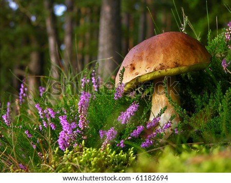          Calluna vulgaris (known as Common Heather, ling, or simply heather and big edible mushroom - cep