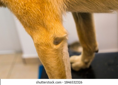 Callus Pyoderma Of The Elbow In A Two-year-old Dog. Although The Dog Had Soft Bedding, It Chose To Spend Time Lying On A Metal Fire Escape During The Day