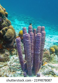 Callyspongia aculeata, commonly known as the branching vase sponge is a species of Porifora, meaning sea sponge, in the family Callyspongiidae.