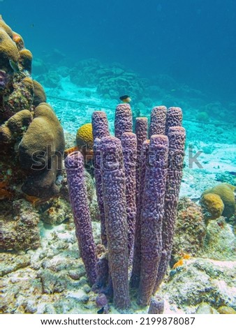 Callyspongia aculeata, commonly known as the branching vase sponge is a species of Porifora, meaning sea sponge, in the family Callyspongiidae.