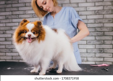 Calm Adorable Spitz At Grooming Procedure, Get Hair Cut By Professional Groomer In Salon. Groomer Use Tools, Scissors For Neatly Hair Cutting