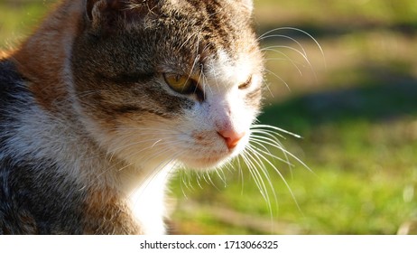 Chat Clin D Oeil Images Photos Et Images Vectorielles De Stock Shutterstock