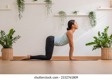 Calm of Athletic Asian woman in sportwear practice yoga Cat Cow pose to breathing and meditation at home,Healthy woman doing yoga so comfortable and relax,Wellness Yoga Healthcare Concept - Shutterstock ID 2152761809