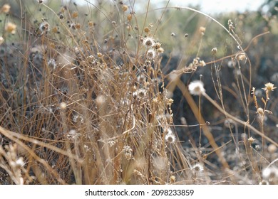 Calm Autumn Day With Dry Native Plants Closeup In Texas Landscape.