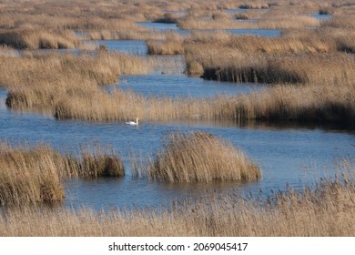 Calm autumn ladscape - shallow lake with reedbeds and a mute swan (Cygnus olor)