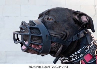 Calm black American Pit Bull Terrier in a black muzzle and metal strict collar. Dog in protective ammunition close-up portrait - Shutterstock ID 2310340443