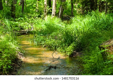 Calm Brook In Middle Of Forest