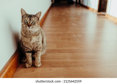 Calm Brown Cat In The Hallway Of A Country Manor House.