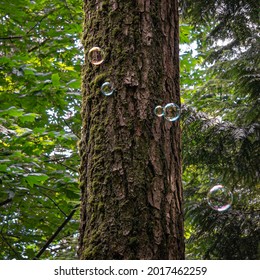 Calm Bubbles in front of a Tree Trunk