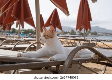 A calm cat lounges on a beach chair under shaded umbrellas. The tranquil sea and distant mountains create a serene atmosphere perfect for relaxation.