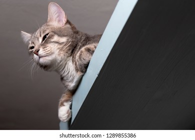 Royalty Free Cat Ceiling Stock Images Photos Vectors