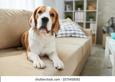 Calm Clever Old Beagle Dog Lying On Comfortable Sofa And Looking At Camera In Living Room