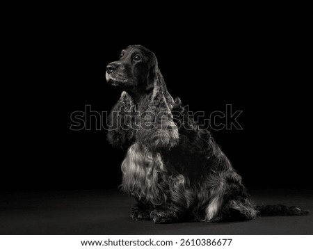 A calm Cocker Spaniel is positioned elegantly in a studio with a dark backdrop. The soft lighting highlights its textured fur and serene posture.