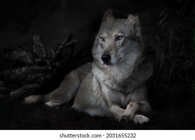Calm confidence of a lying imposing she-wolf against the background of a night forest (bushes are barely visible in the darkness), forest dusk