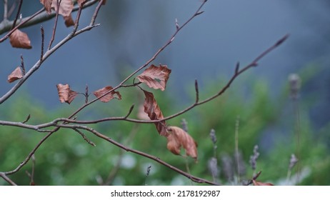 Calm Dark Water Pond Visible From A Cliff Rack Focus