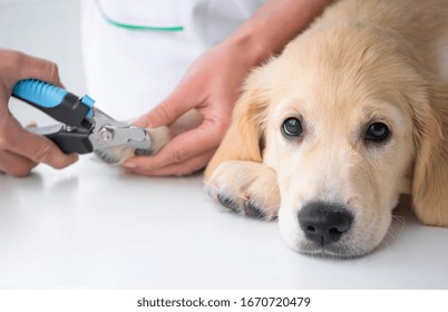 Calm Dog During Cutting Claws Procedure In Clinic