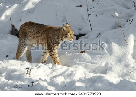 a calm eurasian lynx (Lynx lynx) walking in the mountains in winter