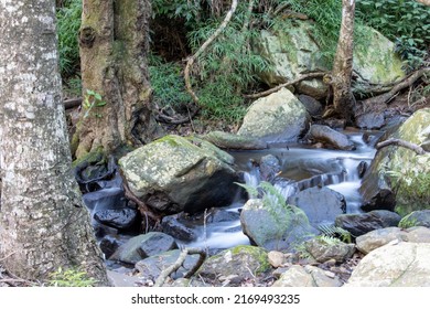 Calm Flowing Water Through A Forest In South Africa.