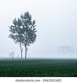 A calm, foggy morning landscape featuring a tall tree in the foreground with a few distant trees barely visible through the mist. - Powered by Shutterstock