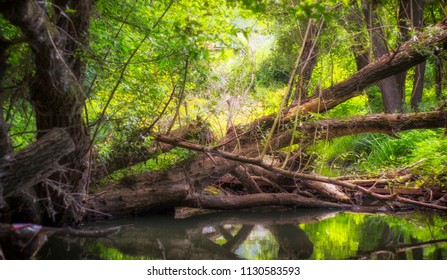 A calm forest stream, littered with trunks of fallen old trees